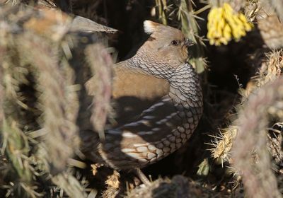 Scaled Quail 2025-01-12