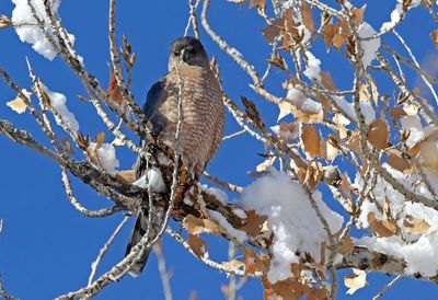 Sharp-shinned Hawk 2025-01-12