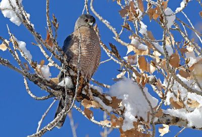 Sharp-shinned Hawk 2025-01-12