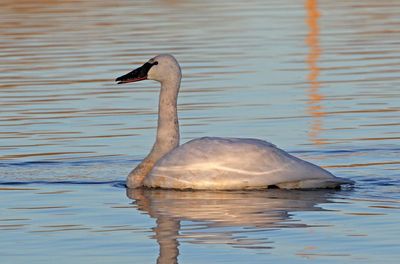 Trumpeter Swan 2025-01-13