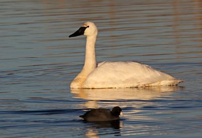 Trumpeter Swan 2025-01-13