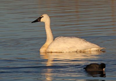 Trumpeter Swan 2025-01-13