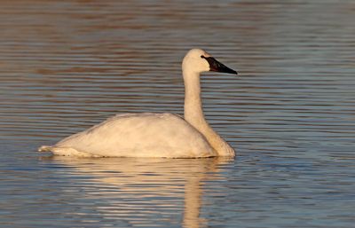 Trumpeter Swan 2025-01-13