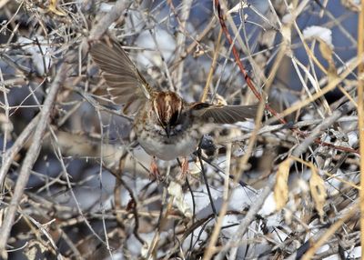White-throated Sparrow 2025-01-12