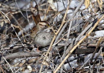White-throated Sparrow 2025-01-12