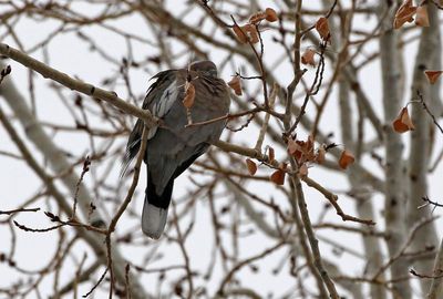 White-winged Dove 2025-01-05