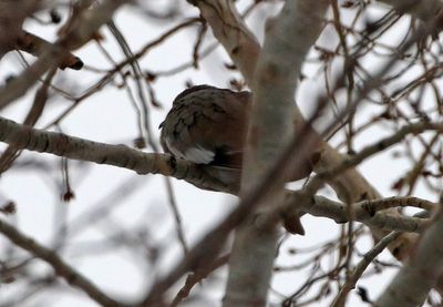 White-winged Dove 2025-01-05