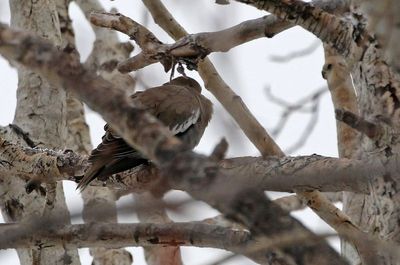 White-winged Dove 2025-01-05