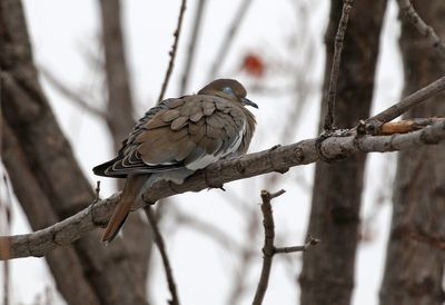 White-winged Dove 2025-01-05