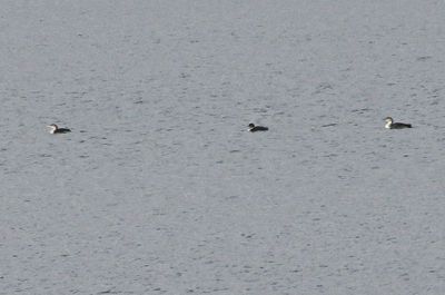Yellow-billed Loon 2025-01-05