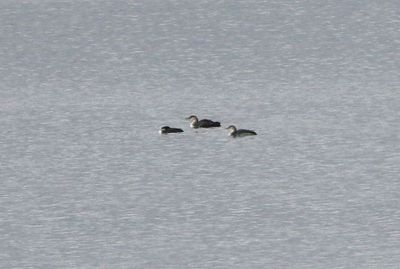 Yellow-billed Loon 2025-01-05