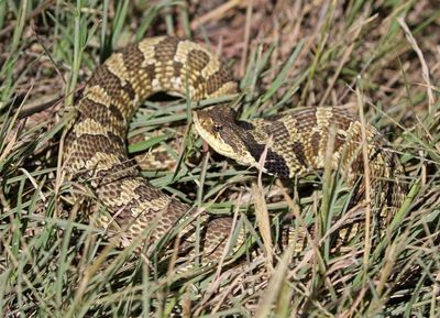 Herps