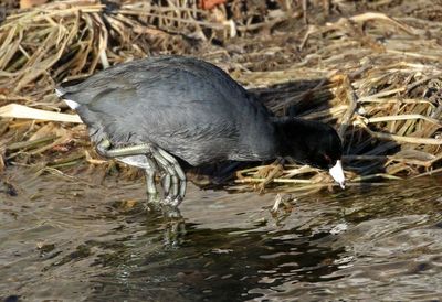 American Coot 2025-01-23