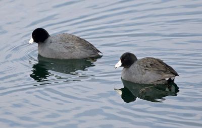 American Coot 2025-01-26