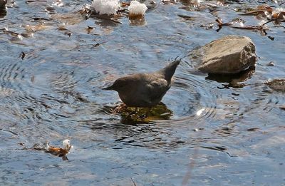 American Dipper 2025-01-26
