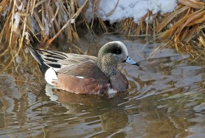 American Wigeon 2025-01-18