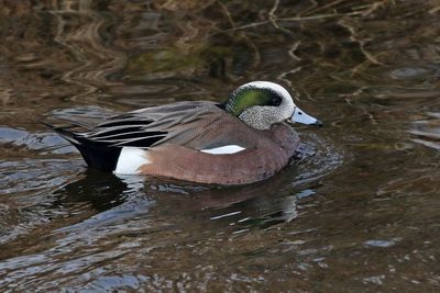 American Wigeon 2025-01-22