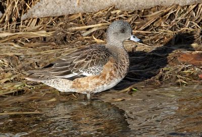 American Wigeon 2025-01-23