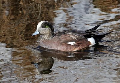 American Wigeon 2025-01-23