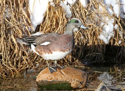 American Wigeon 2025-01-23