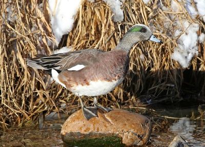 American Wigeon 2025-01-23