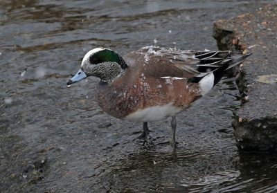 American Wigeon 2025-01-25