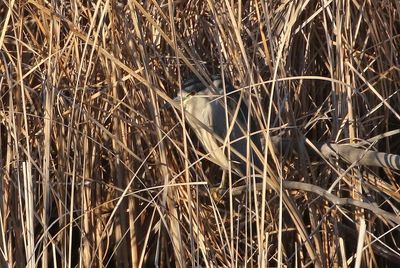 Black-crowned Night-Heron 2025-01-28
