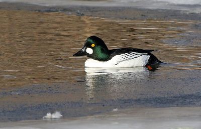 Common Goldeneye 2025-01-23