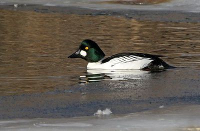 Common Goldeneye 2025-01-23