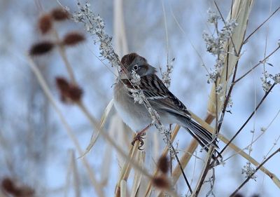 Field Sparrow 2025-01-21