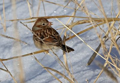Field Sparrow 2025-01-28
