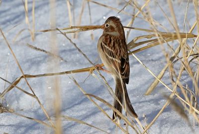 Field Sparrow 2025-01-28