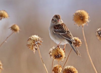 Field Sparrow 2025-01-28