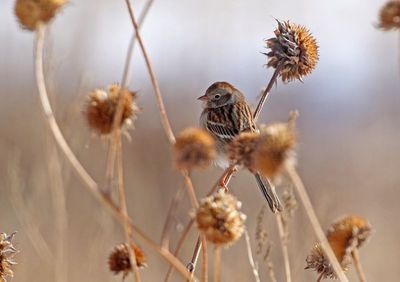 Field Sparrow 2025-01-28