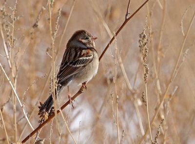 Field Sparrow 2025-01-28