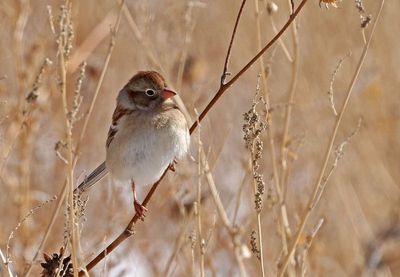 Field Sparrow 2025-01-28