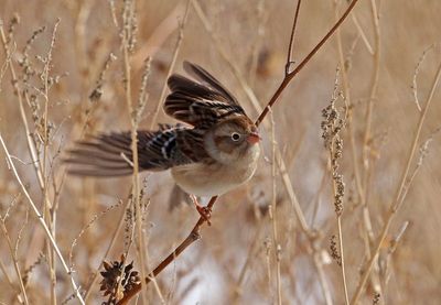 Field Sparrow 2025-01-28