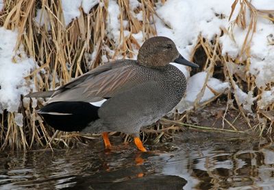 Gadwall 2025-01-22
