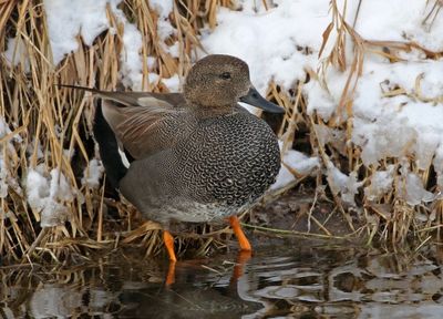 Gadwall 2025-01-22