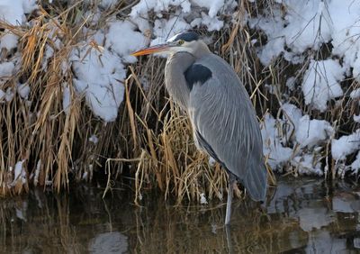 Great Blue Heron 2025-01-18