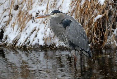 Great Blue Heron 2025-01-25