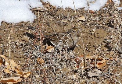 Golden-crowned Sparrow 2025-01-27