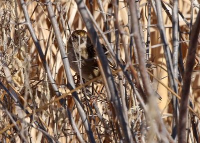 Golden-crowned Sparrow 2025-01-27
