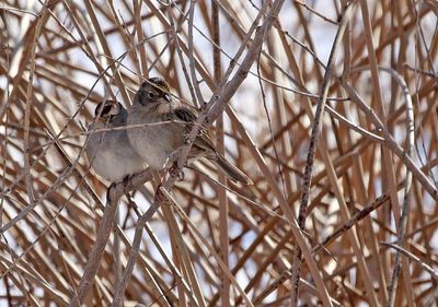 Golden-crowned Sparrow 2025-01-27