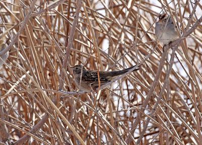 Golden-crowned Sparrow 2025-01-27