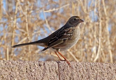 Golden-crowned Sparrow 2025-01-28