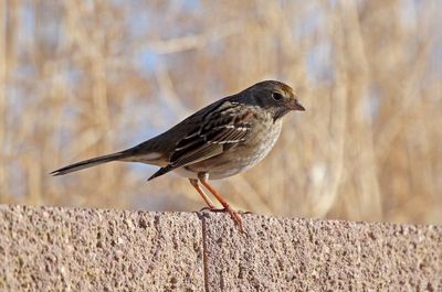 Golden-crowned Sparrow 2025-01-28