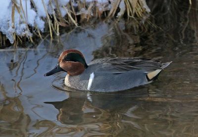 Green-winged Teal 2025-01-18