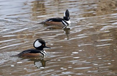 Wilson's Snipe 2025-01-26