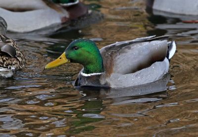 Mallard 2025-01-22